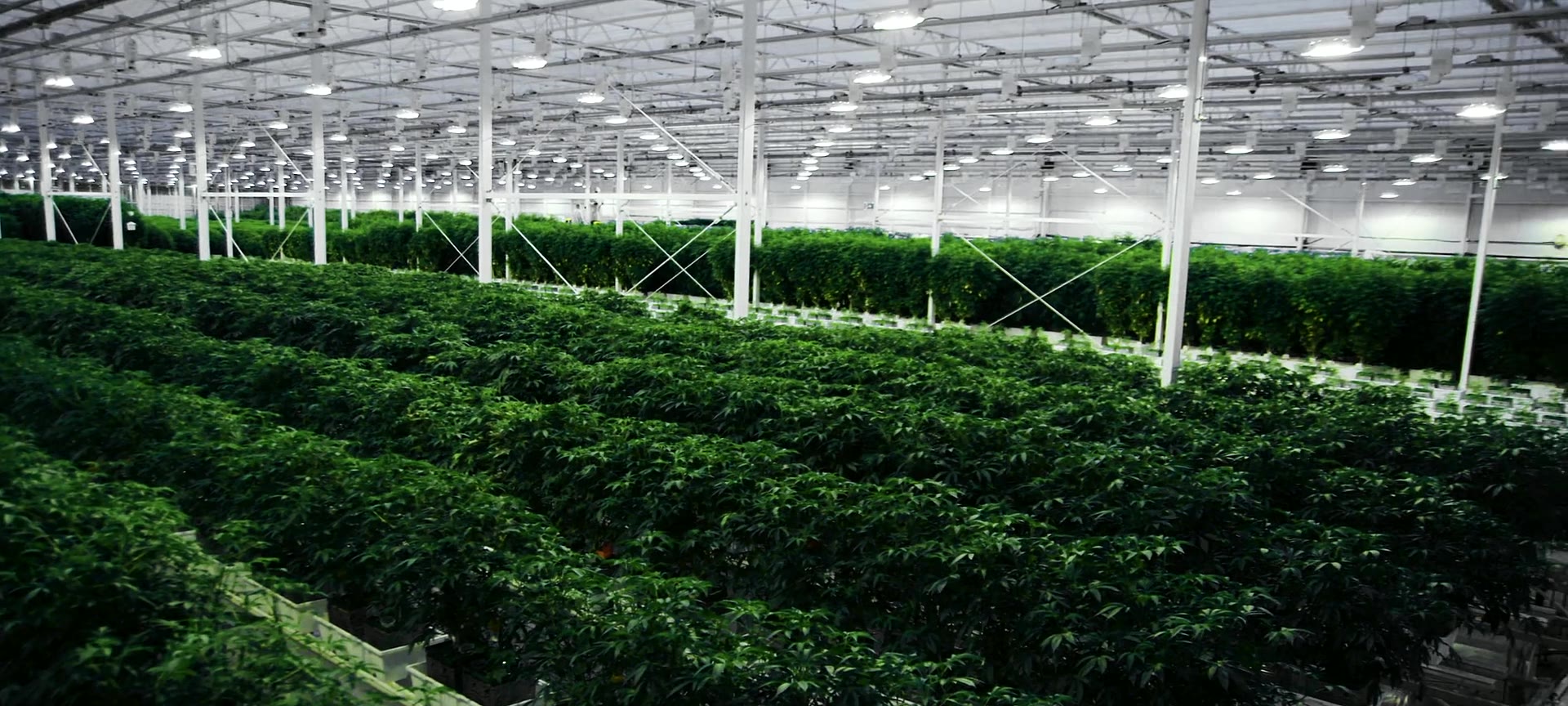 Rows of cannabis plants under glass in a large commercial greenhouse